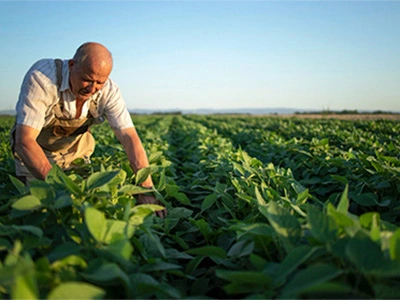 Agricultor mayor entre hojas de cultivo