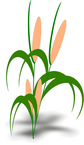 Forma decorativa de fondo